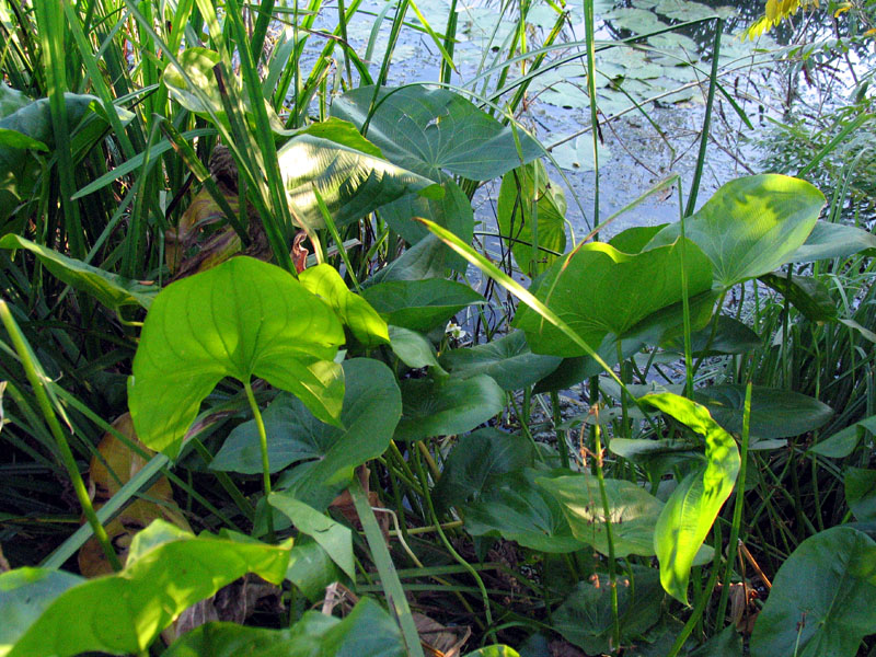 gigaro ? - Arum italicum